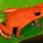 oophaga_pumilio.jpg