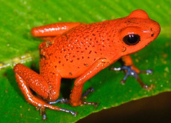 Erdbeerfröschchen (Oophaga pumilio)
