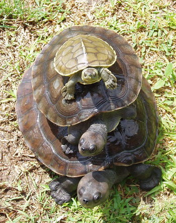 Schildkröten bis ganz nach unten